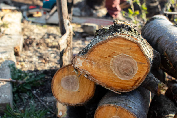 How Our Tree Care Process Works  in  Monona, IA